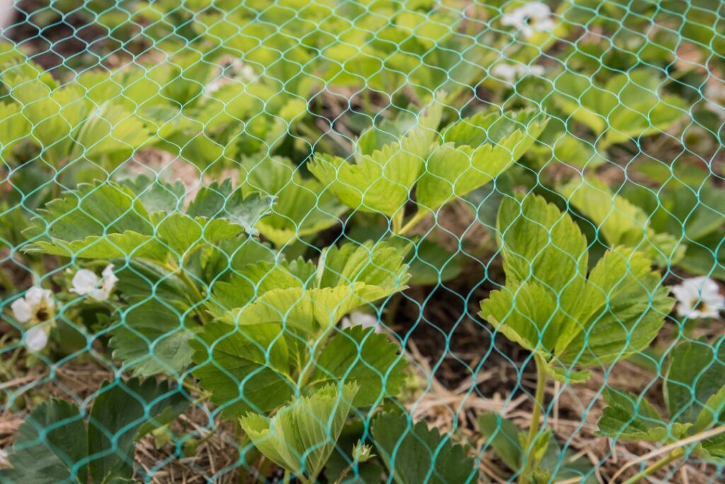 Siatka ochronna na rośliny