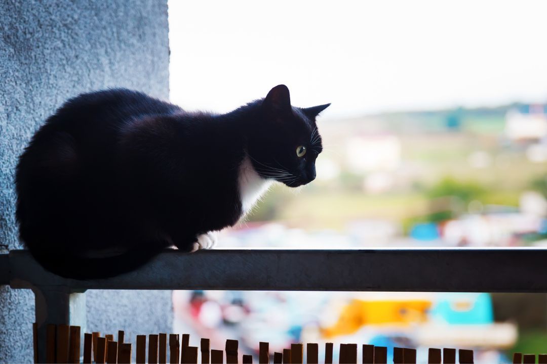 Kot patrzący z góry