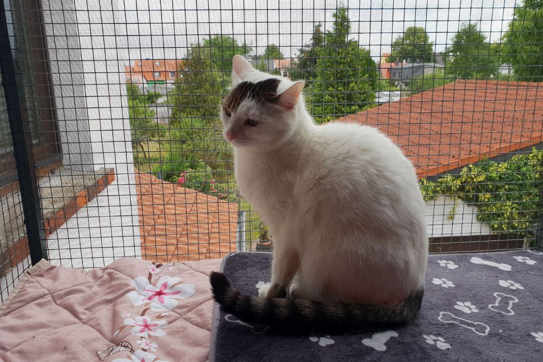 Kot za zabezpieczeniem