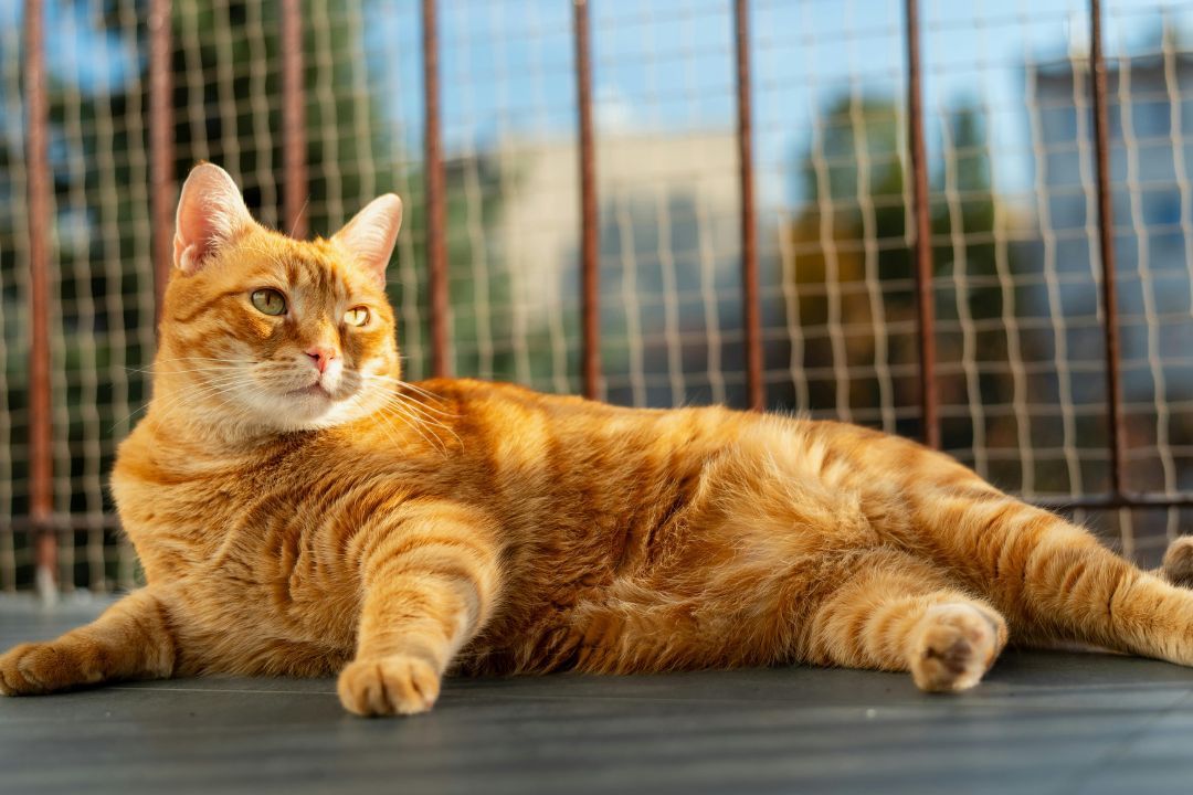 Słoneczna drzemka kota