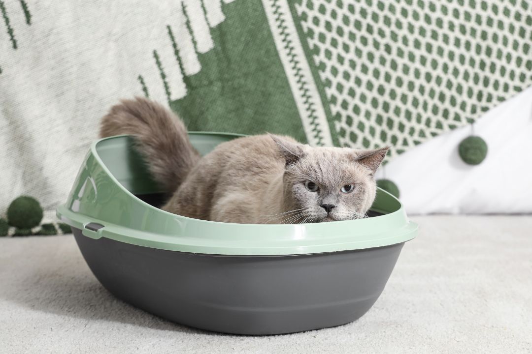 Kot korzystający z kuwety